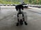 2024 HARLEY DAVIDSON ROAD GLIDE Base